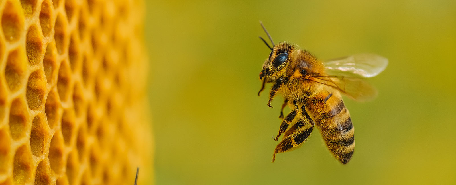 Remoción de abejas en Puerto Rico con servicio seguro, rápido y profesional para proteger tu propiedad y evitar infestaciones.